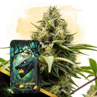 citrus-venom-autoflower-image