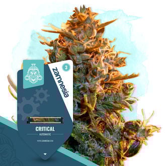 critical-autoflower-image