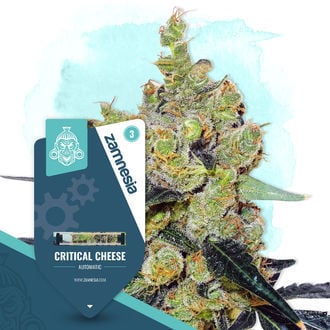 critical-cheese-autoflower-image