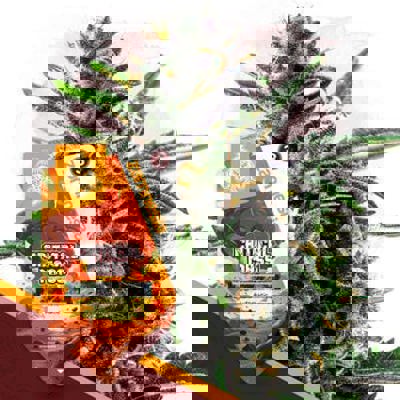 Critical Mass Autoflower