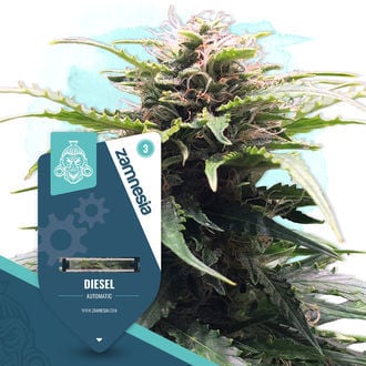diesel-autoflower-image