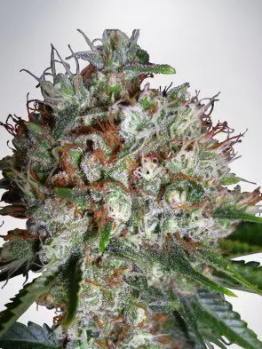 Big Bud XXL Feminized