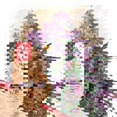 Do-Si-Dos Autoflower