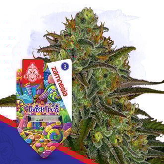 dutch-treat-autoflower-image