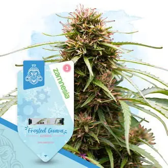 Frosted Guava Autoflower