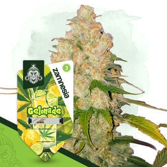 gelonade-autoflower-image