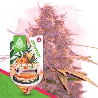 georgia-pie-autoflower-image