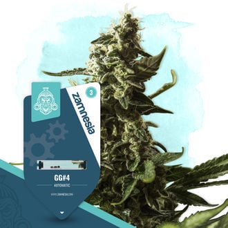 gg4-autoflower-image