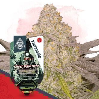 ghost-train-haze-autoflower-image