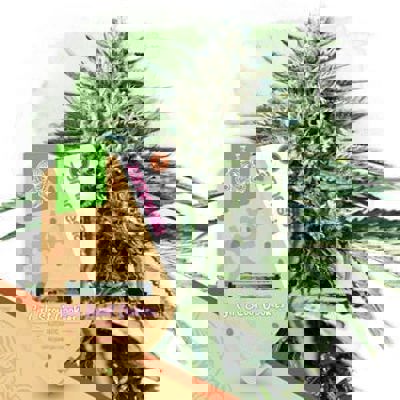 Girl Scout Cookies Autoflower