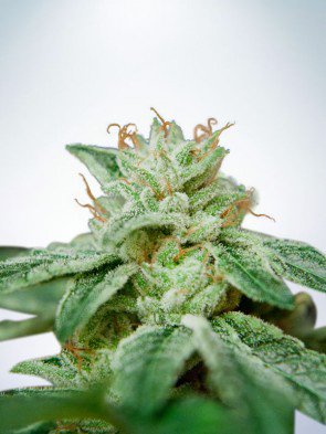 cbd-star-feminized-image