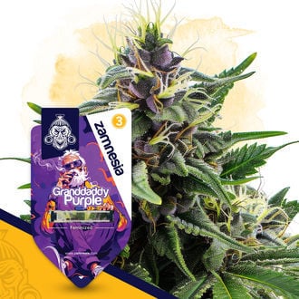 granddaddy-purple-image