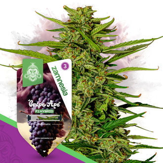 grape-ape-f1-autoflower-image
