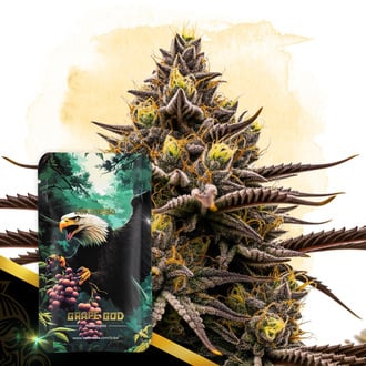 grape-god-autoflower-image