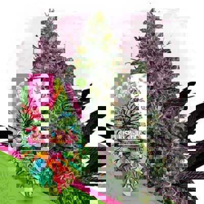 Gush Mintz Autoflower