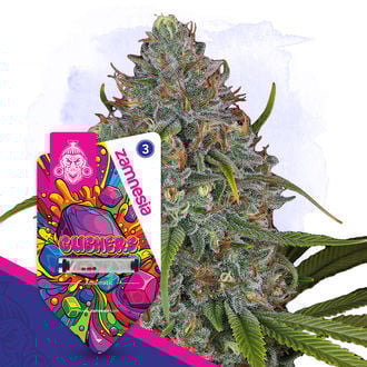 gushers-autoflower-image