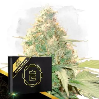 Howling Haze Auto