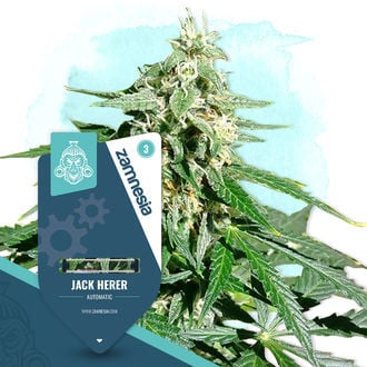 jack-herer-autoflower-image