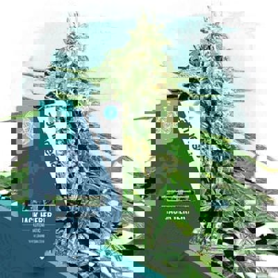 Jack Herer Autoflower