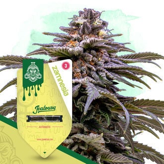 jealousy-autoflower-image