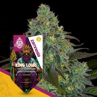 king-louis-autoflower-image