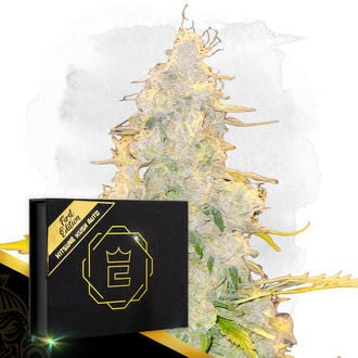 kitsune-kush-auto-image