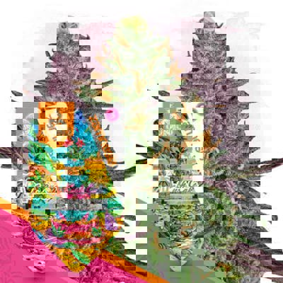 LA Kush Cake Autoflower