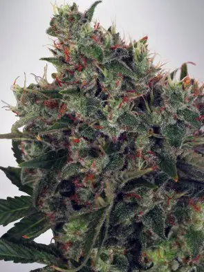 Ultra White Amnesia Feminized