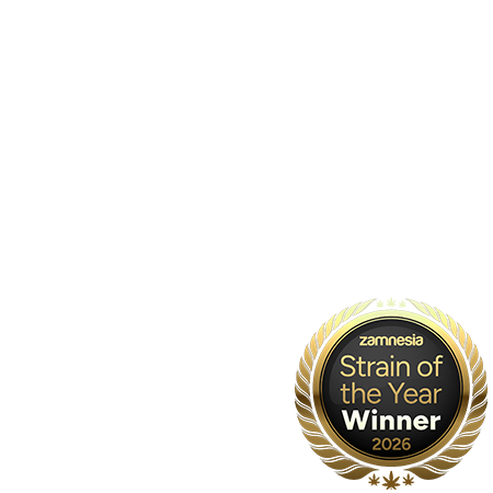 lemon-cherry-gelato-autoflower-image