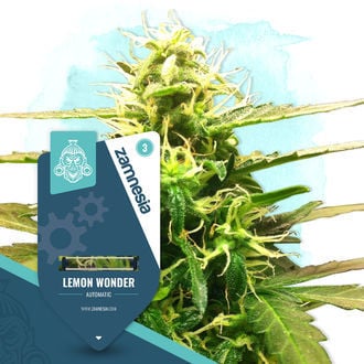 lemon-wonder-autoflower-image