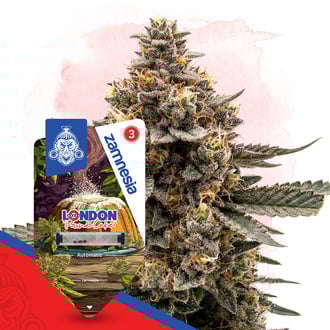 london-pound-cake-autoflower-image