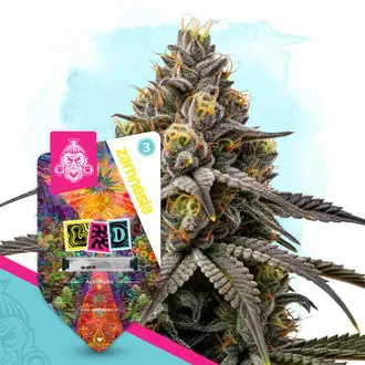 LSD Autoflower