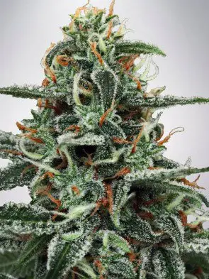 White Widow Feminized