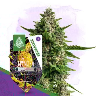 mimosa-autoflower-image