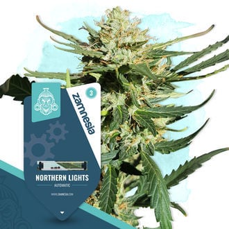 northern-lights-autoflower-image