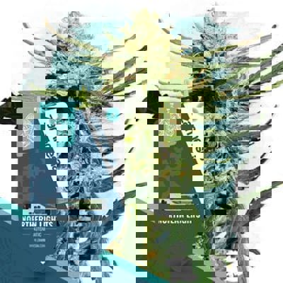 Northern Lights Autoflower