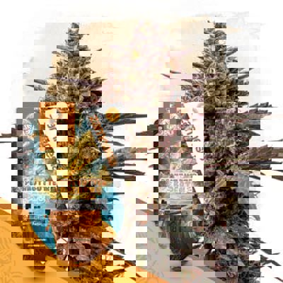 Peanut Butter Breath Autoflower