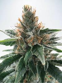 God's Glue Feminized