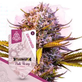 pink-rozay-autoflower-image