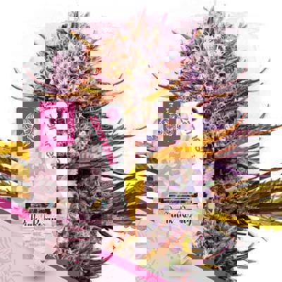 Pink Rozay Autoflower