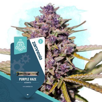 purple-haze-autoflower-image