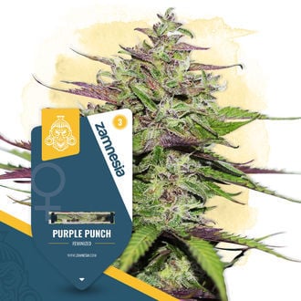 purple-punch-image