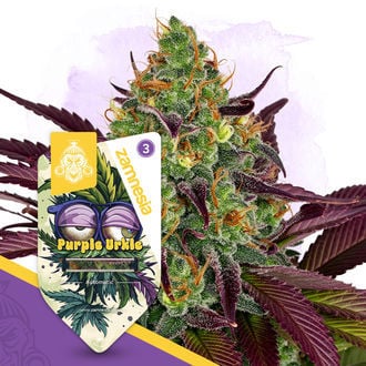 purple-urkle-autoflower-image