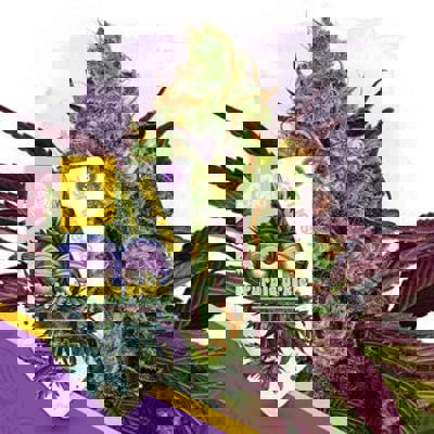 Purple Urkle Autoflower