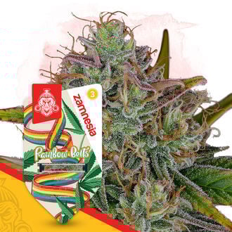 rainbow-belts-autoflower-image