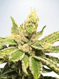 Mamacita's Cookies Feminized