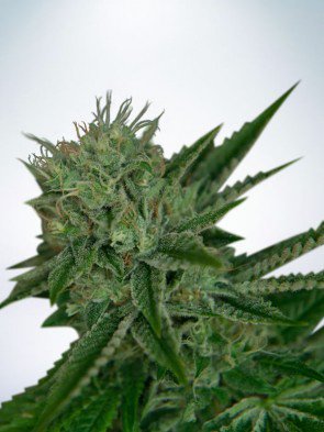 auto-northern-lights-feminized-image