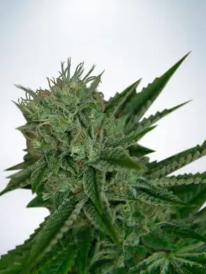 Auto Northern Lights Feminized