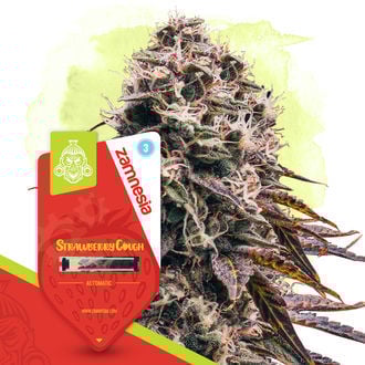 strawberry-cough-autoflower-image