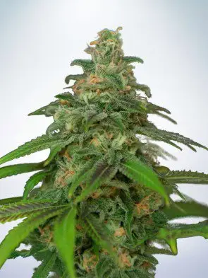 Auto Mandarin Haze Feminized